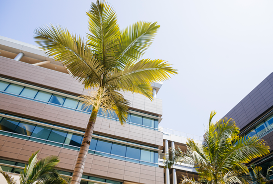 palm trees outside radys school of management